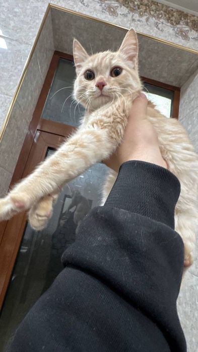 Mushuk bolasi och jigarrang