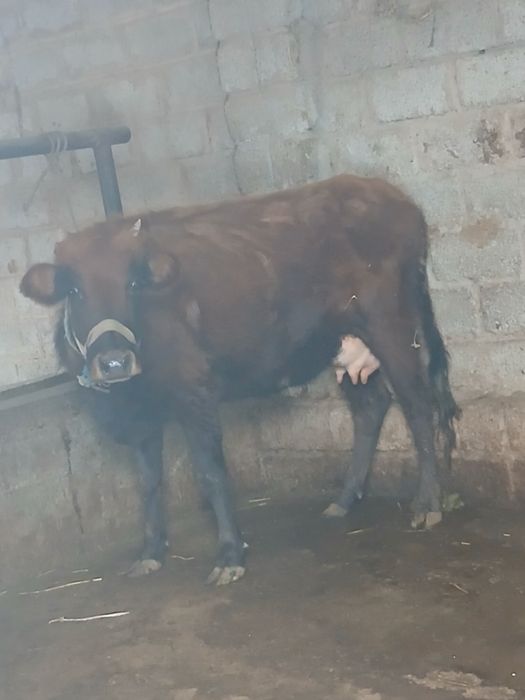 Срочни она бола сигр сотлади ювош