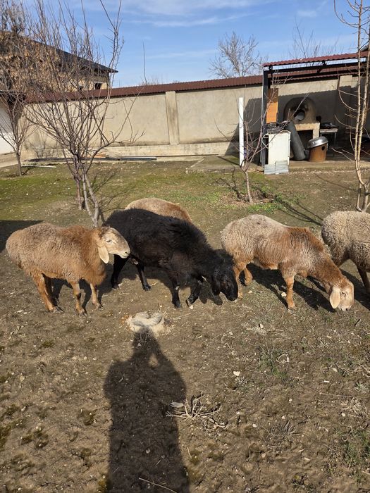 Арашан тоқты қошқар