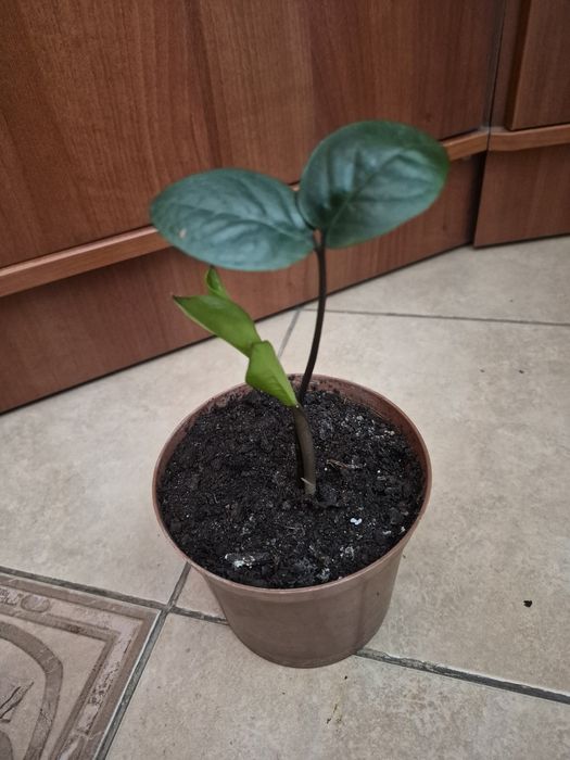 Комнатные цветы,разные