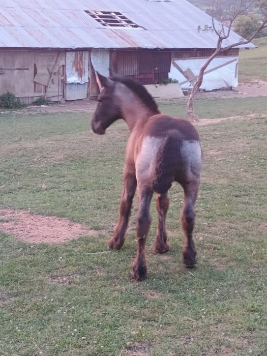 Manz 8 luni de vanzare