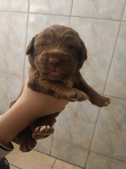 Отдам щенков в хорошие руки