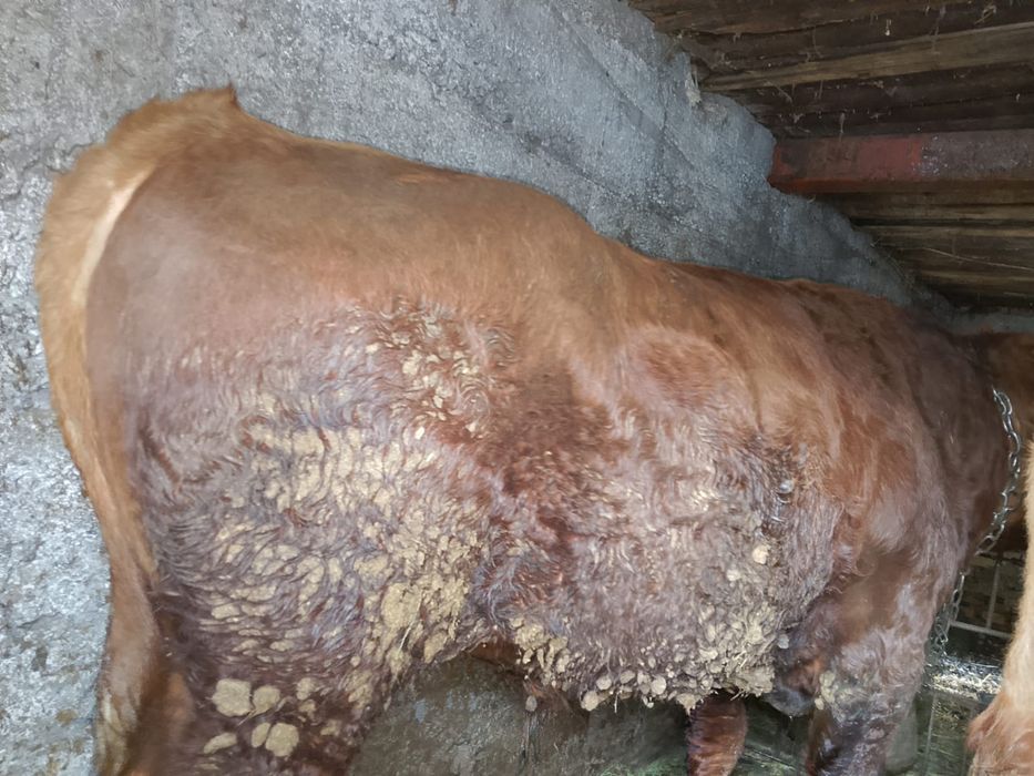 Продам быка    .