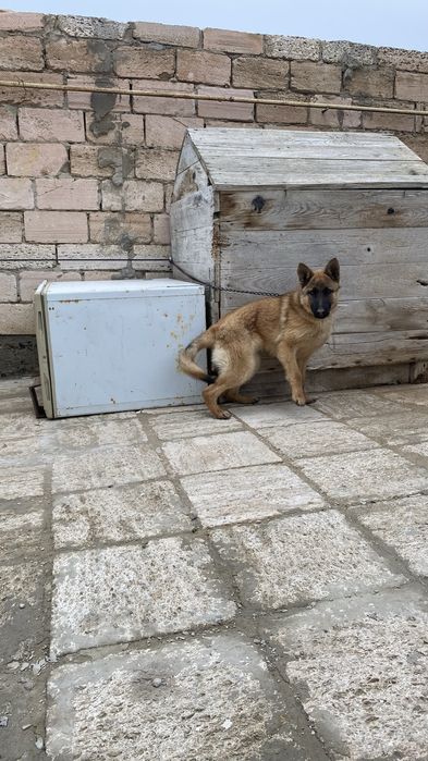 Овчарка күшігі сатылады