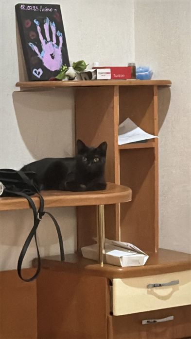 Отдам в добрые руки