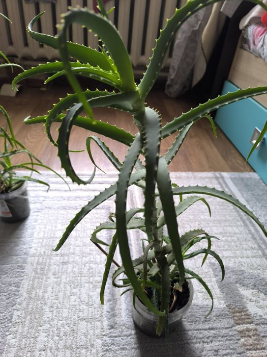 Продам алоэ 3-х летка