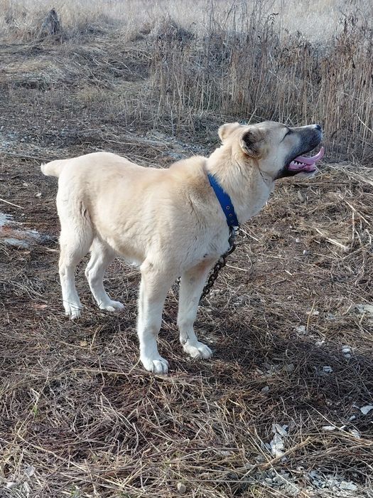 Продам за 40 000 ₸