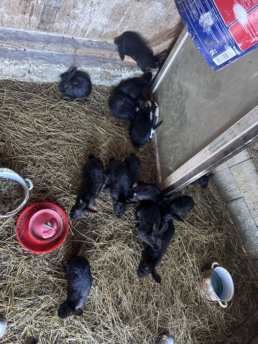 Vand sau schimb iepuri pe cereale sau gaini de rasa