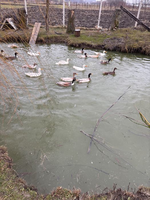 Rate indiene  ai oua