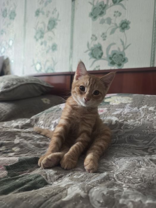 Котенок в добрые руки