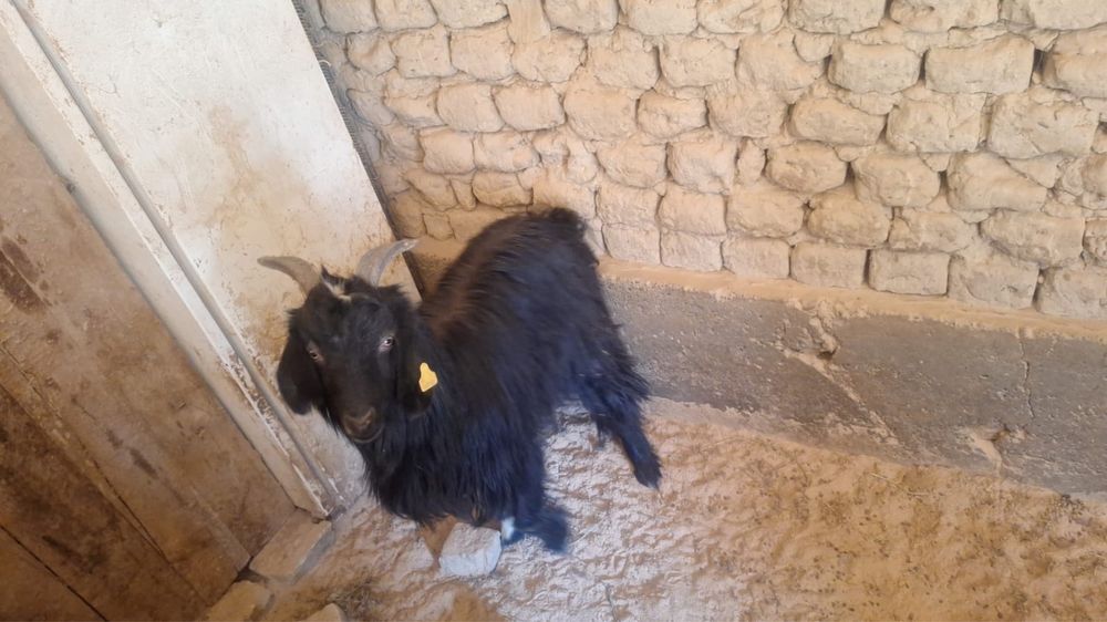 Ешкі сатылады ешкі