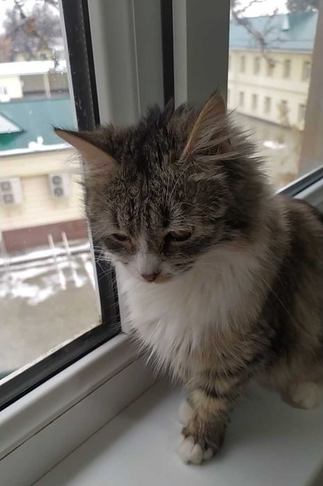 Кошка породы Манчкин