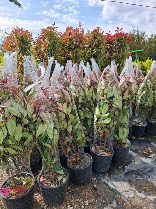 Vând plante ornamentale și livrez