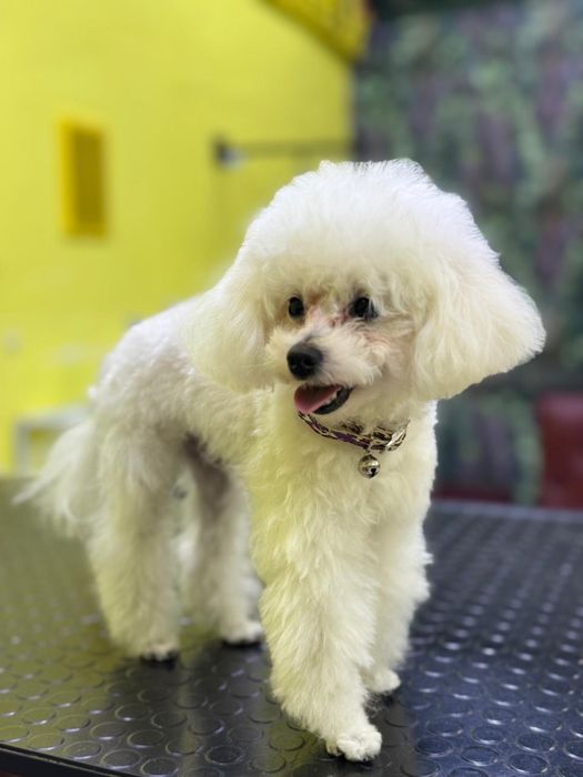 Щенки той пудели черные