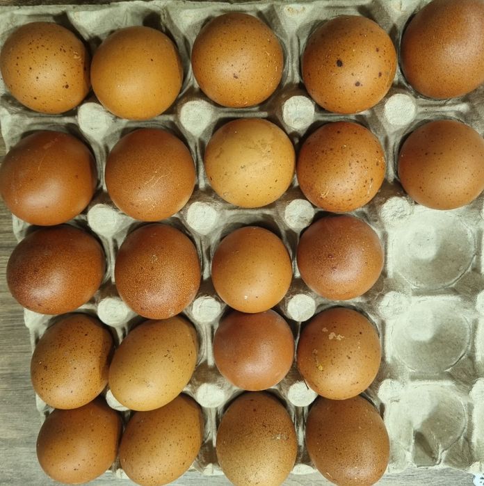 Ouă roșii de găină rasa marans