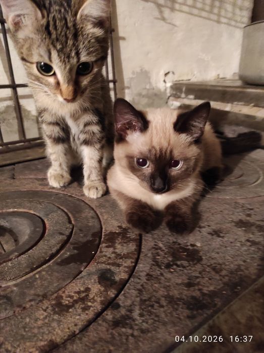 Котята в добрые руки.