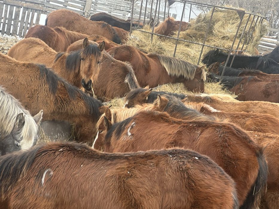 На продажу жеребята 2025