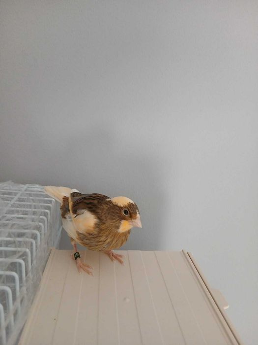 Canari tineri de vanzare