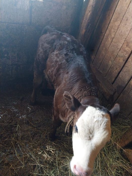 Vând vaca cu vitel  2 luni