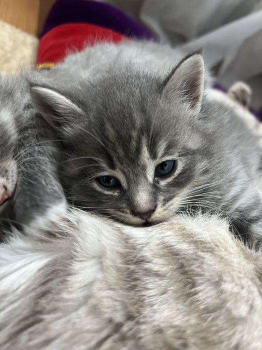 Отдам котят в хорошие руки:)