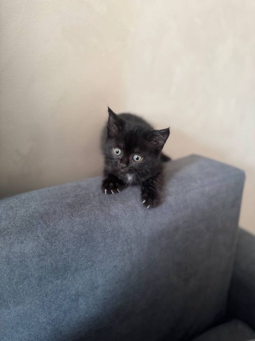 Котенок в добрые руки