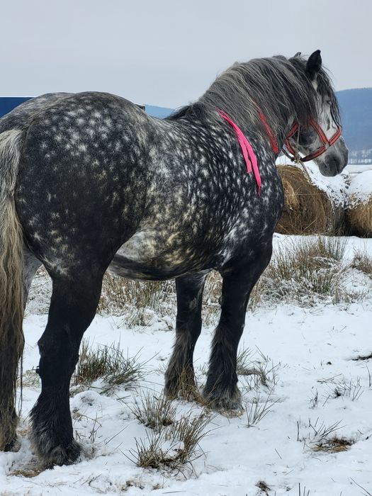 Iapa grea 6 ani sau schimb