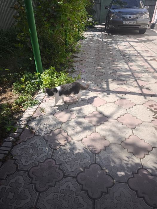 Отдам котят в хорошие,добрые руки
