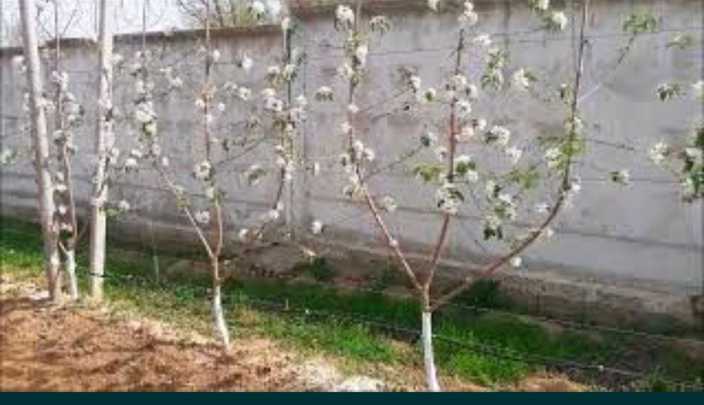 Садовник по саду, делайу работы по саду