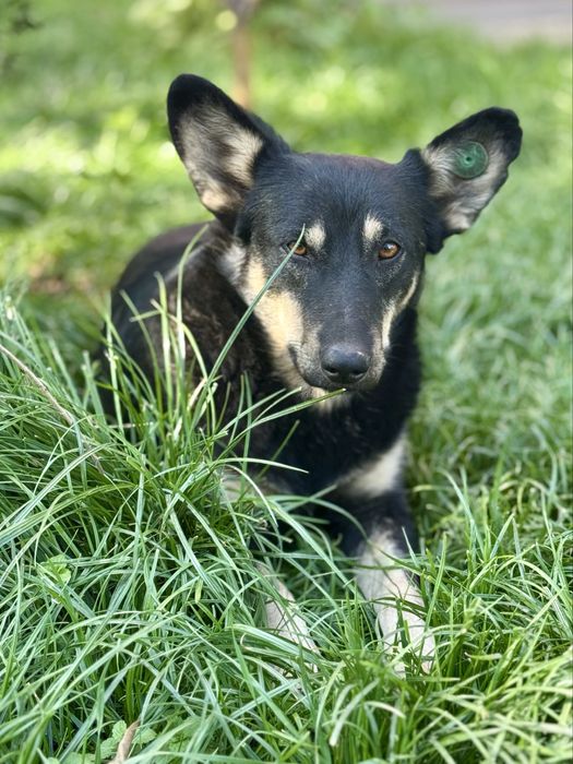 Молодой пес ищет дом!
