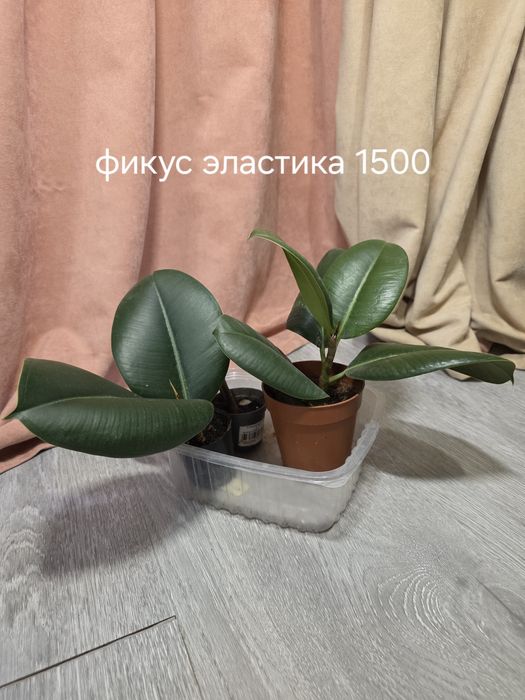 Комнатные растения