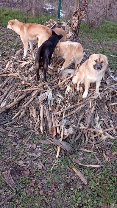 Câini crescuți la țară