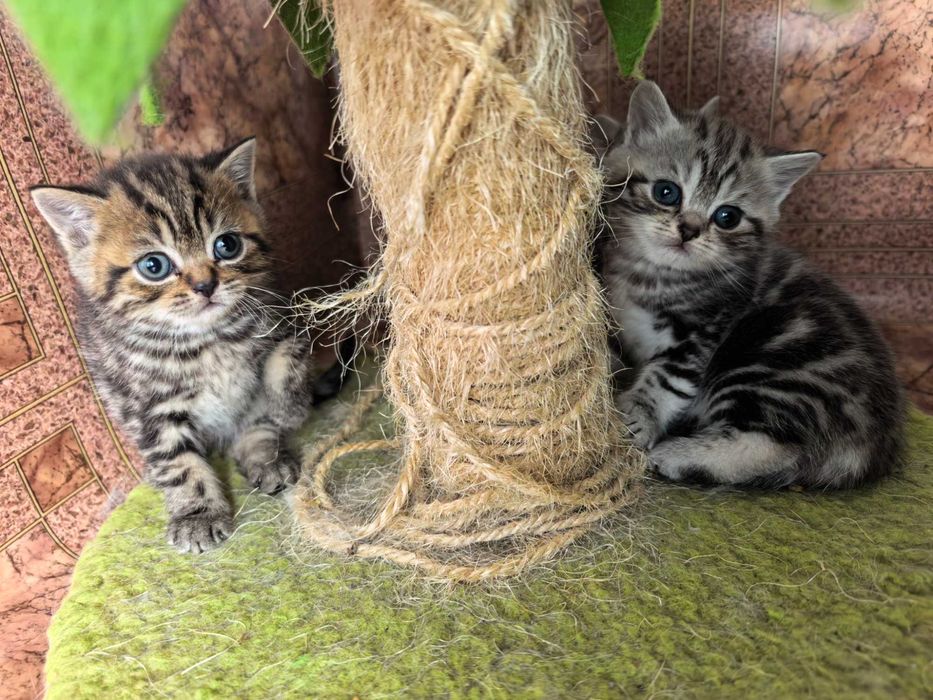 Британски котенца