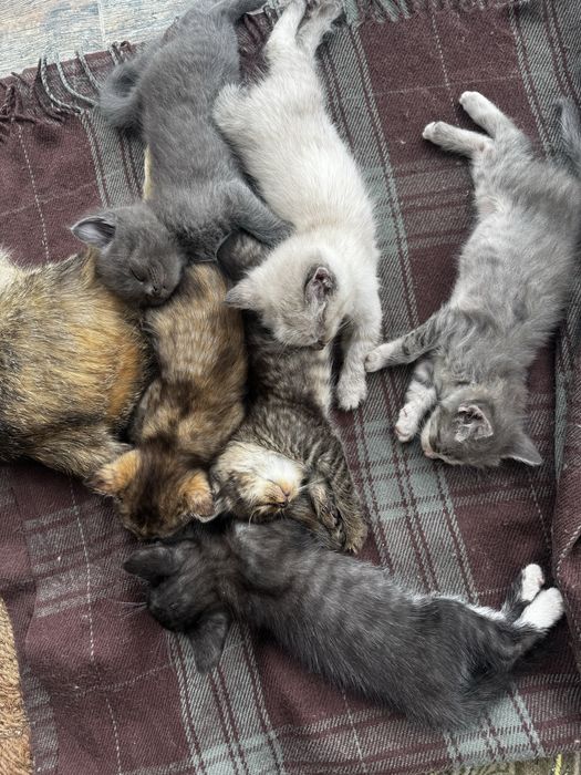 Отдам котят в хорошие руки
