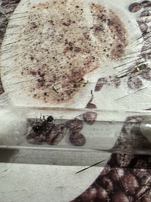 Продам муравьёв матка + расплод