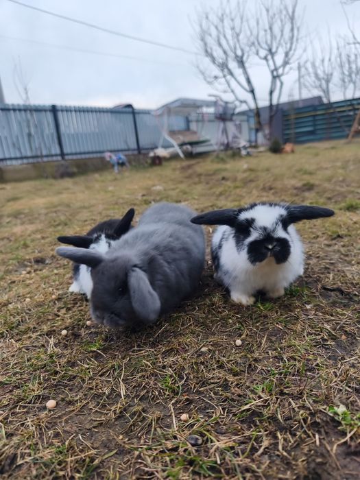 Iepurași Holland Lop/Berbec pitic