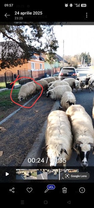 Disponibile 8 oi ,un berbec și 15 miei de anu asta