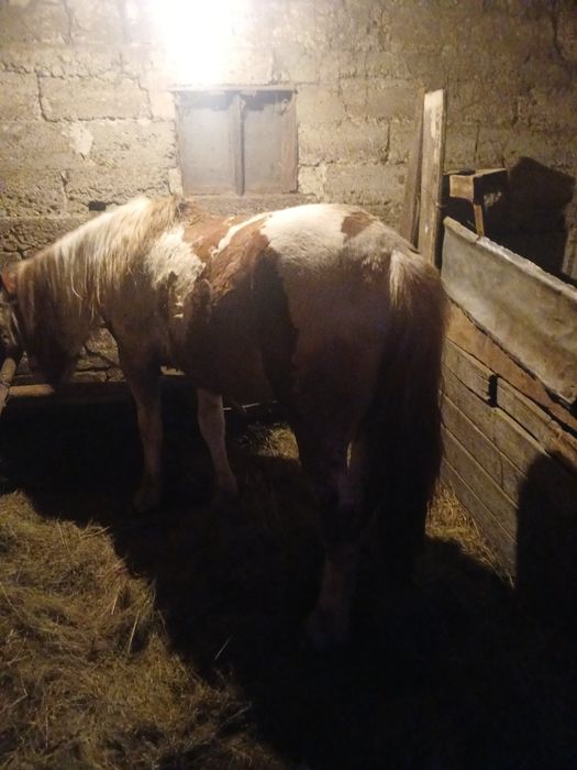 De vânzare, mânz de un an , mai multe detalii la tel..