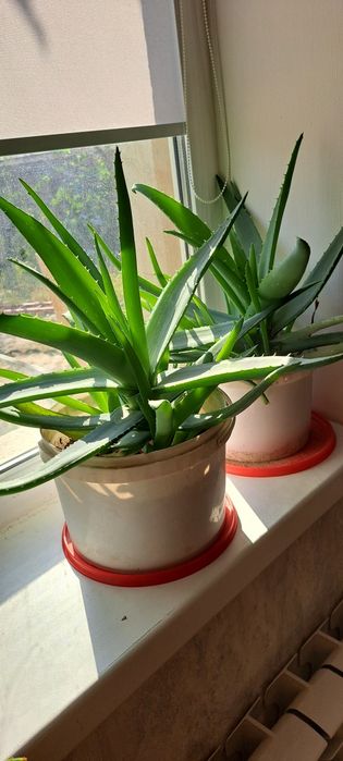 алоэ вера за копейки