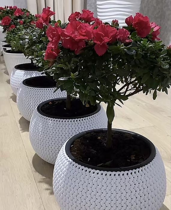 На продаже Азалия