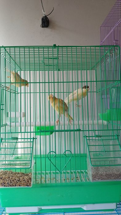 Срочно продаётся Канарейки