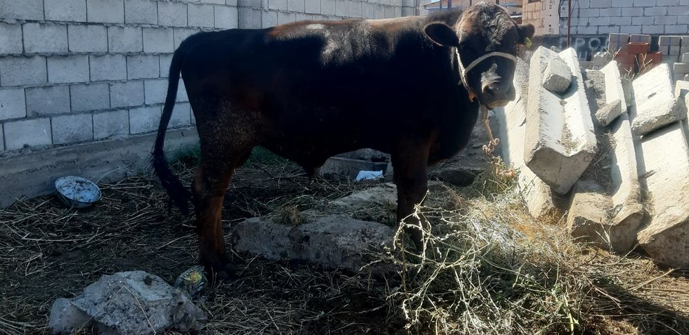 Буха сатылады 400000