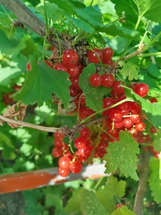 Красная смородина