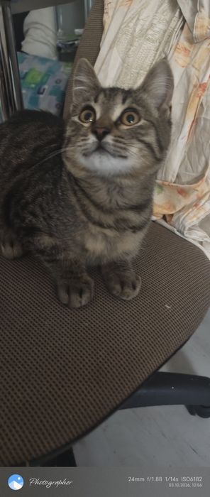 Мальчик 3 мес котенок
