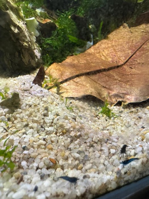 Creveti blue dream neocaridina acvariu