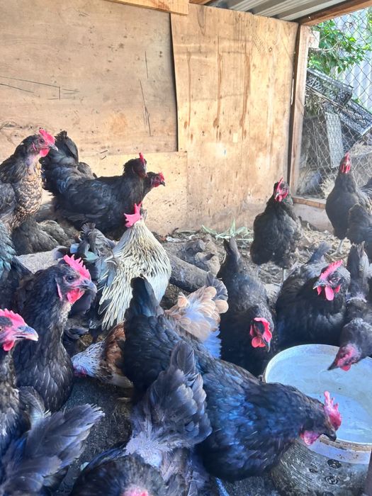 Продаются Курицы и петухи