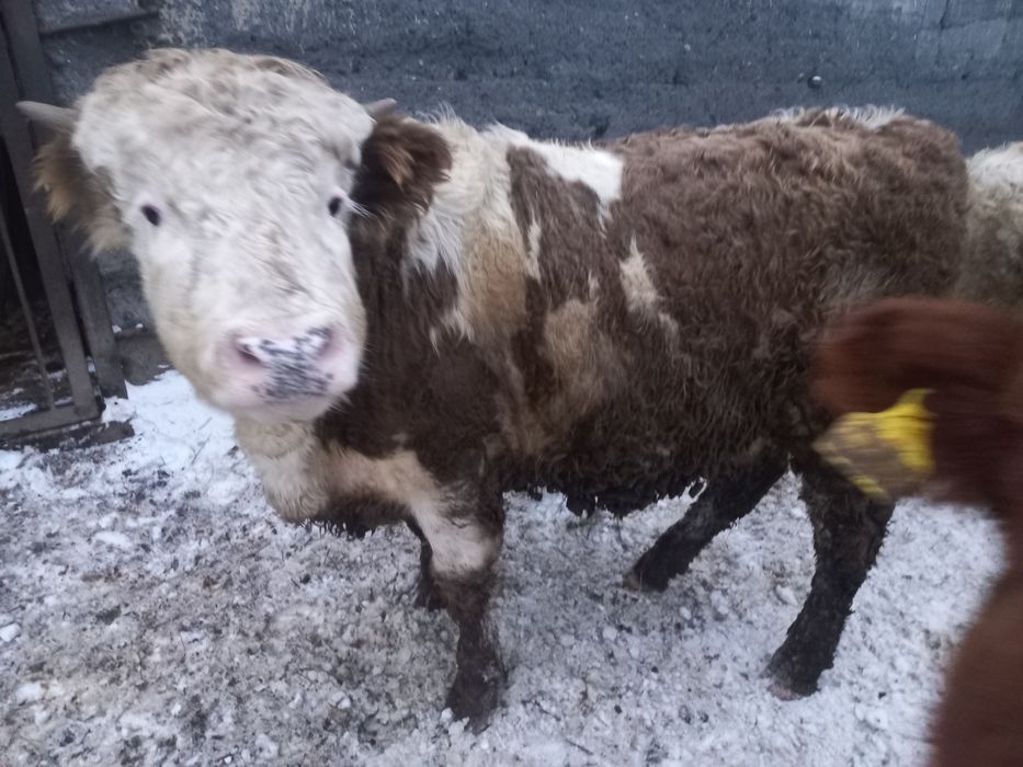 Продам бычков в городе Семей