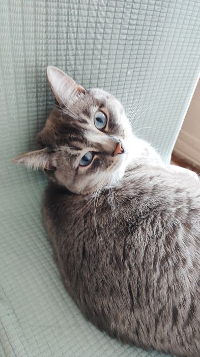 Отдам кота в добрые руки