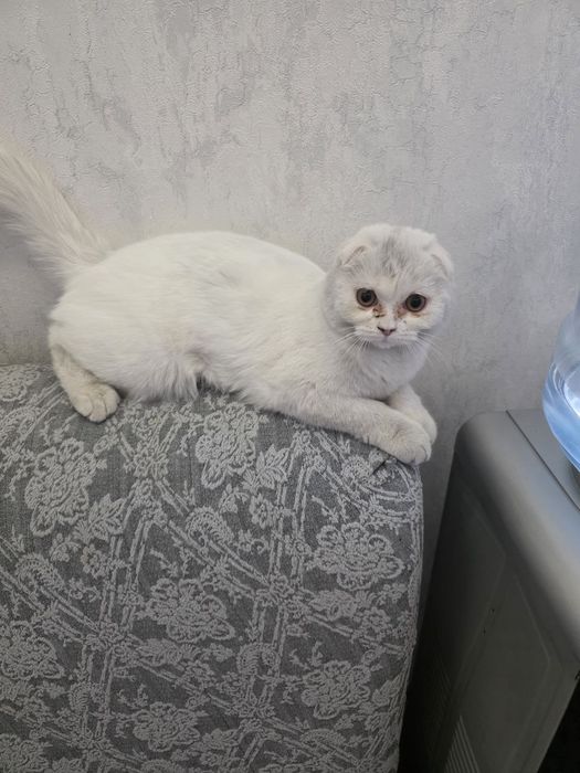 Scotish Fold qiz bola