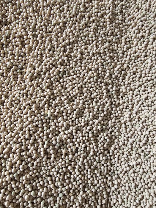 Porumb, mazăre, orz, grâu, floarea-soarelui