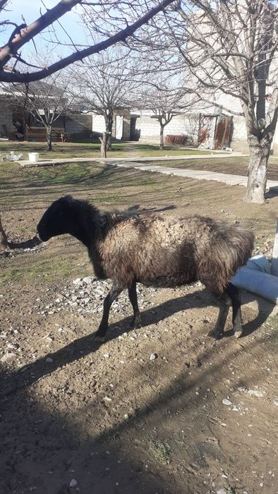 Қои сатылады жем жеп тұрған